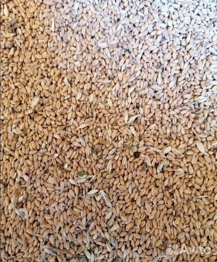 Просо, Просо на корм