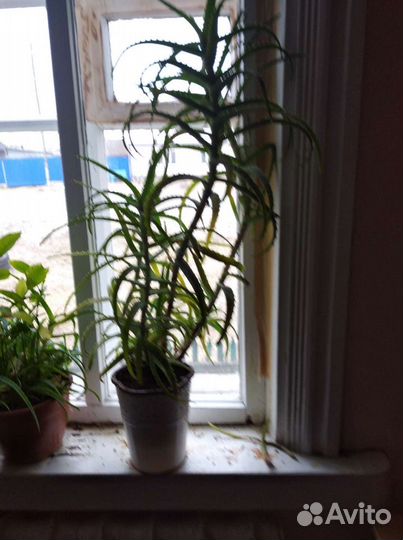 Алоэ столетник