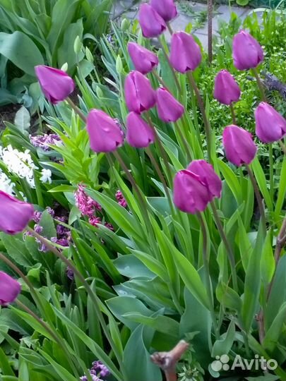 Тюльпаны на срезку