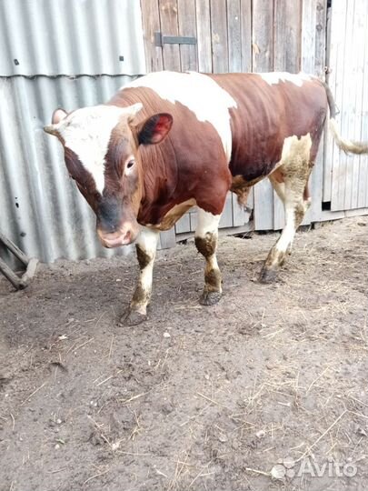 Бык на племя