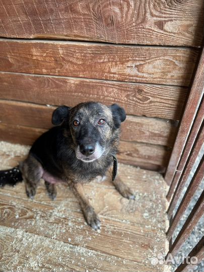 Балин ищет любящую семью