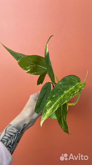 Сциндапсусы и эпипремнумы