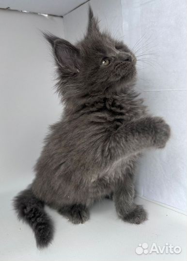 Котята Мейн-кун