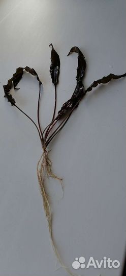 Криптокорина