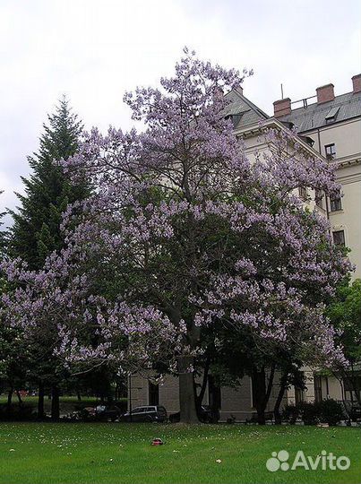 Саженцы павловнии