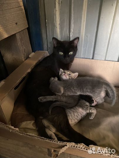 Русская голубая отдам