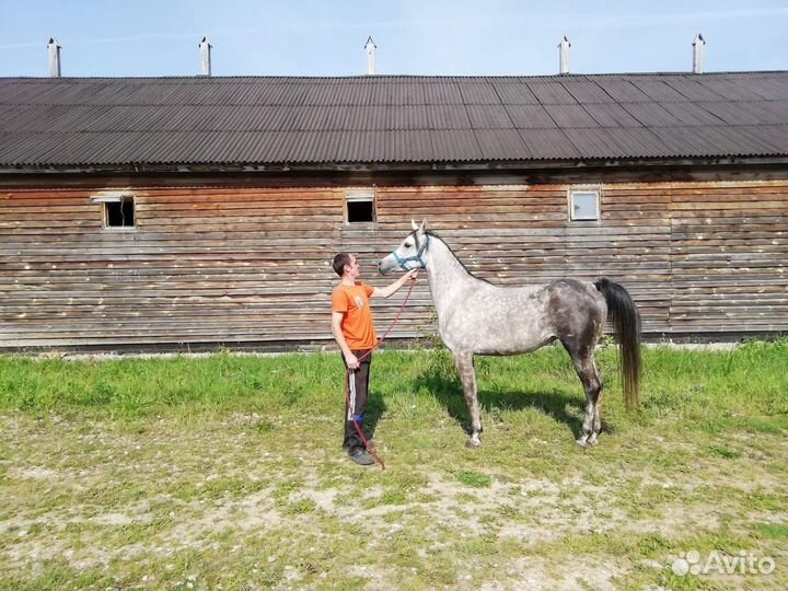 Обучаю за ездку молодых лошадей и агрессивных