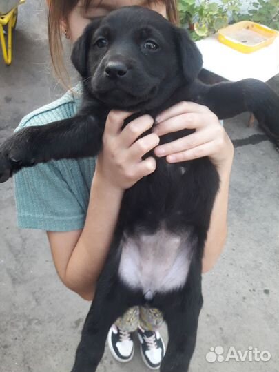 Щенки лабрадора