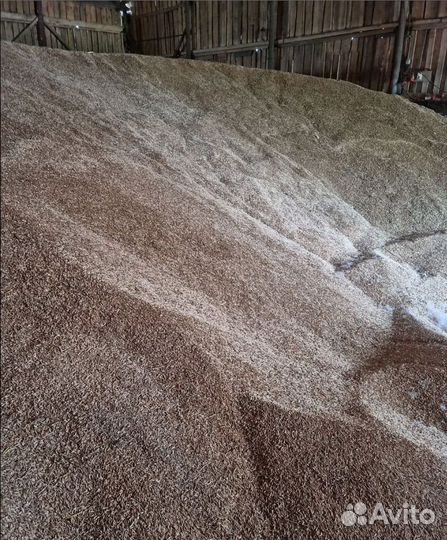 Сахарная свёкла, Фуражная пшеница на корм/посев