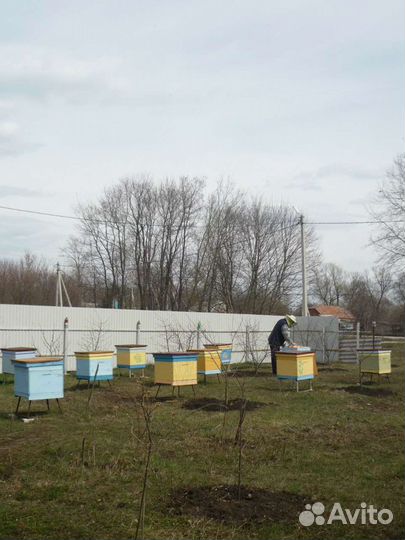 Пчелосемьи