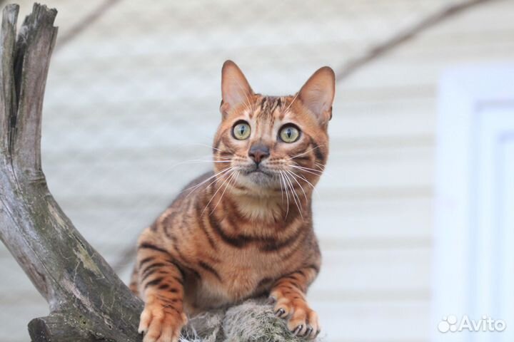 Вязка с ярким бенгальским котом