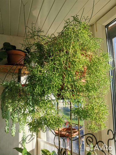 Комнатные цветы. Рипсалис. Ампельное. Цветы белые