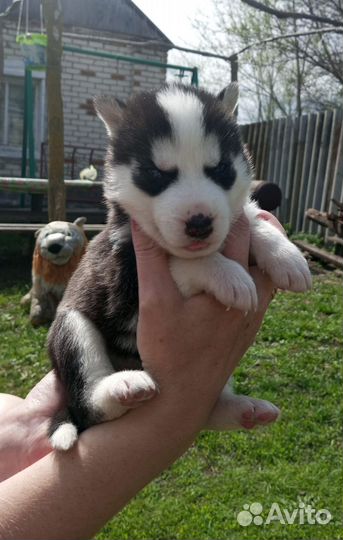 Щенки сибирской хаски