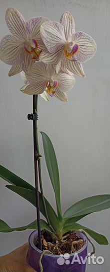 Орхидея фаленопсис