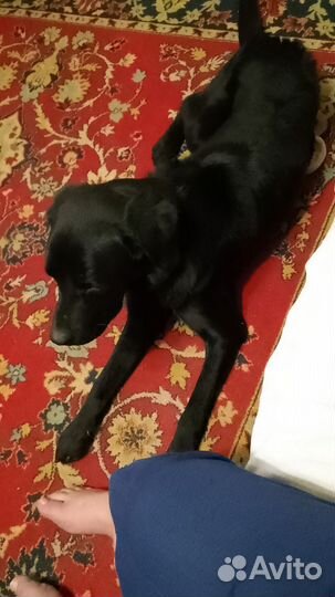 Лабрадор ретривер