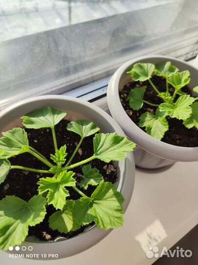 Королевская пеларгония черенок