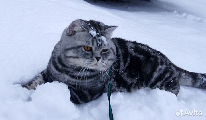 Вязка с шотландским котом