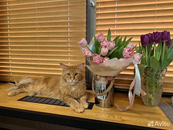 Мейн-кун вязка