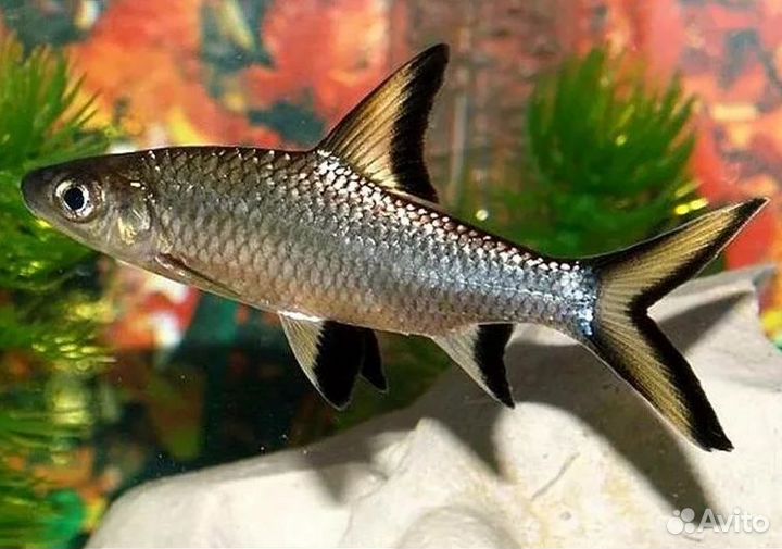 Барбус Акулий Балу