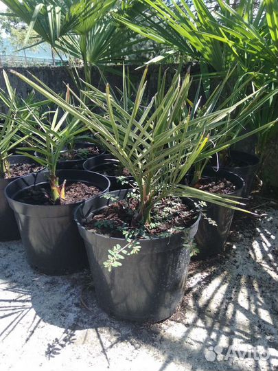 Пальма Финик Канарский и другие