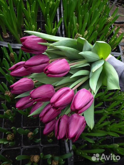 Тюльпаны к 8 марта оптом