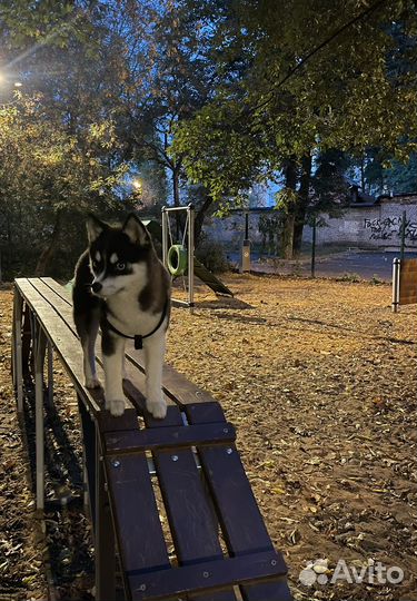 Зооняня, выгул, передержка