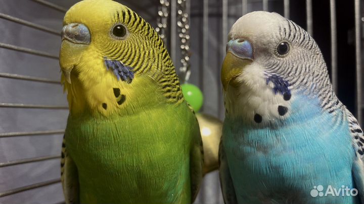 Волнистые попугаи с клеткой