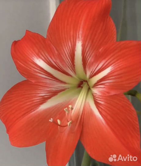 Гиппиаструм в горшке