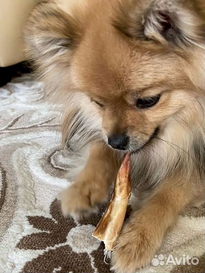 Бычий корень оптом. Фермерское