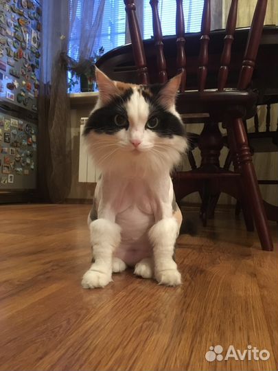 Стрижка Кошек с выездом на дом