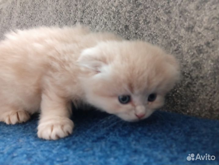 Котики