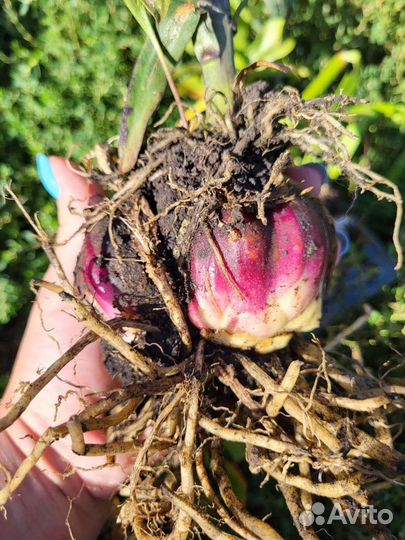 Луковицы Лилий