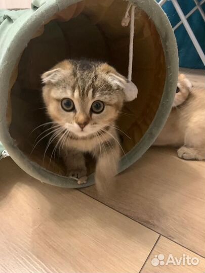 Шотландские вислоухие котята