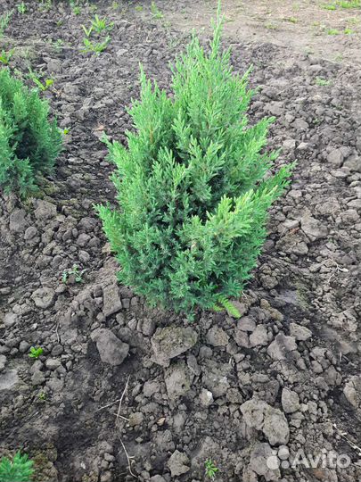 Туи можжевельники