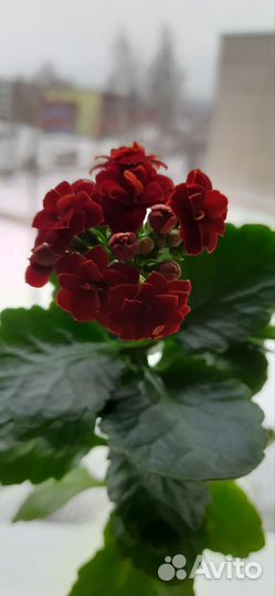 Пеларгония герань