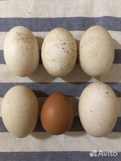 Инкубационное яйцо утки