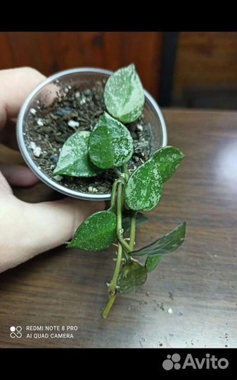 Хойя Эскимо Сильвер