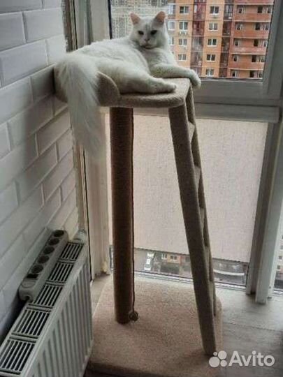 Когтеточка