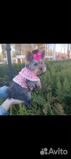 Шлейка-платье (Одежда для собак)