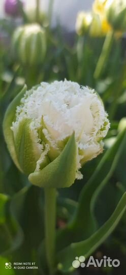 Луковицы тюльпанов