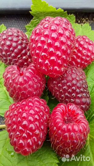 Продам малину