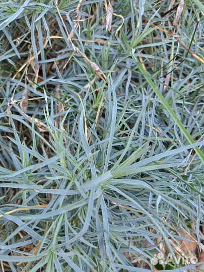 Гвоздика многолетняя