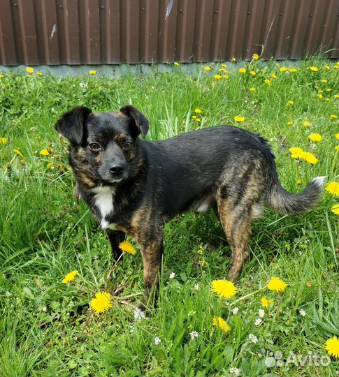 Собака ищет дом