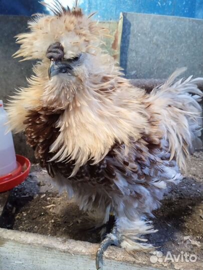 Яйцо Инкубационое