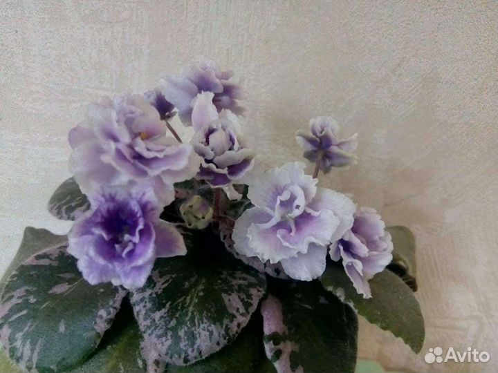 Сенполия (фиалка)