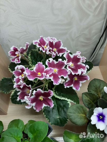 Фиалка, комнатный цветок