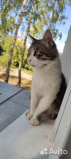Молодой котик в добрые руки