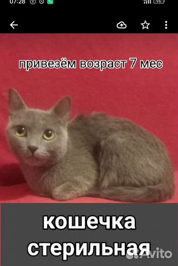 Кошечки и котики
