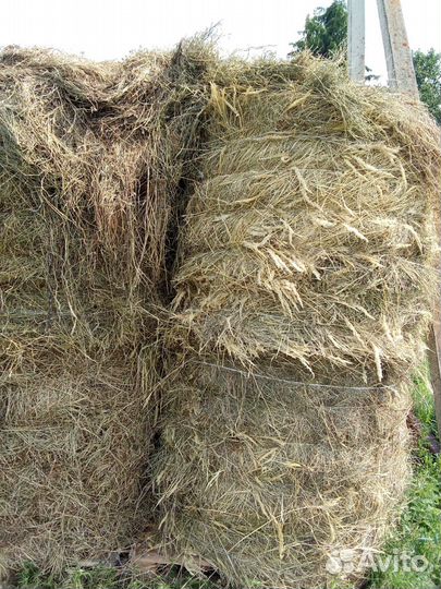 Сено в тюках разнотравье 145