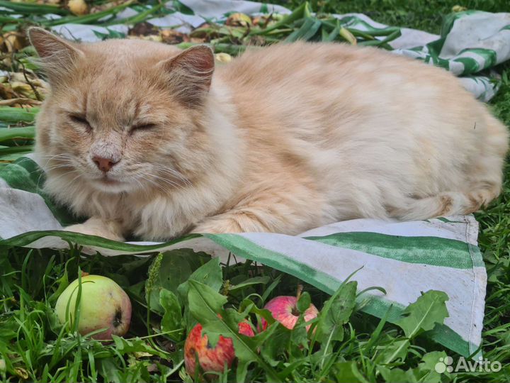 Красивый рыжий кот ищет теплый дом